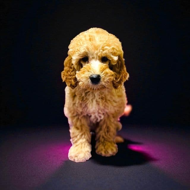 Jon Snow - Goldendoodle Male