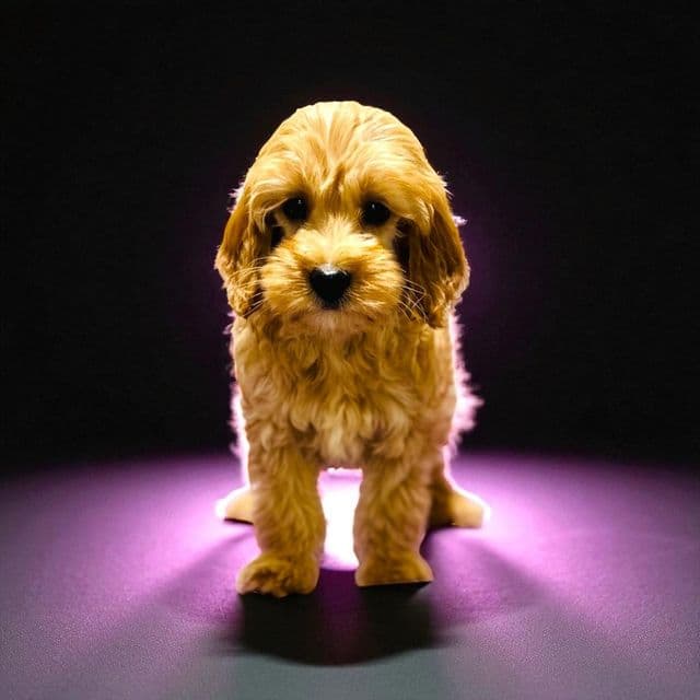Tyrion Lancaster - Goldendoodle Male