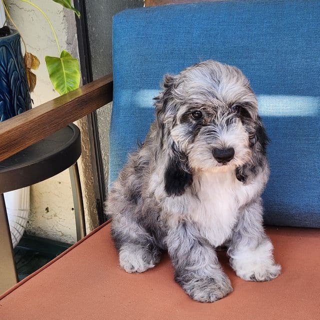 Jellybean - Cockapoo Male