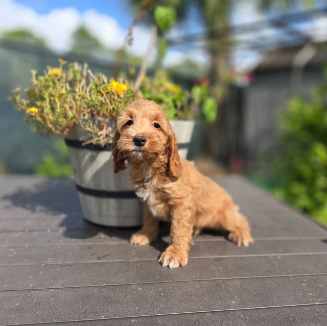Tiny - Cockapoo Male