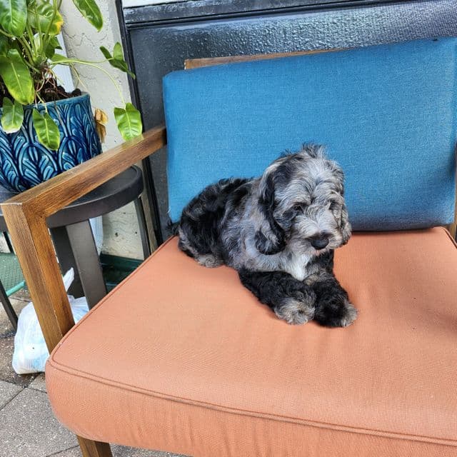 Oreo - Cockapoo Male