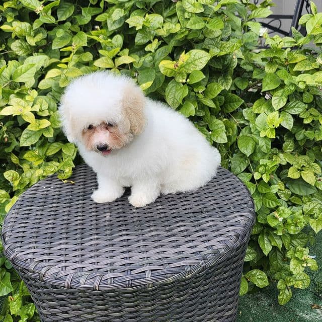 Candy - Maltipoo Female