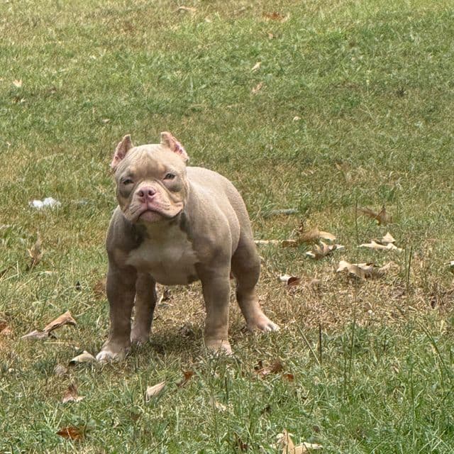 Exodus  - American Bully Male