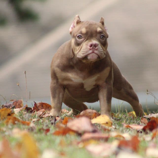 Coco - American Bully Female