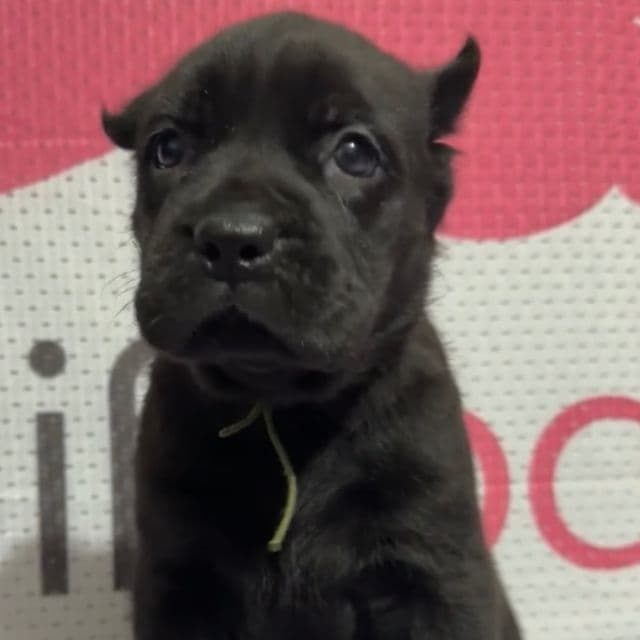 Green Collar - Cane Corso Female