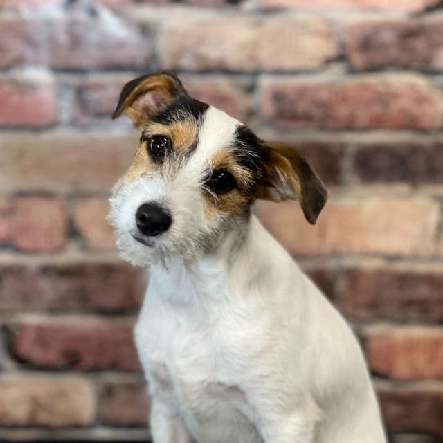 Remi - Jack Russell Terrier Male