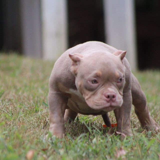 Exodus  - American Bully Male