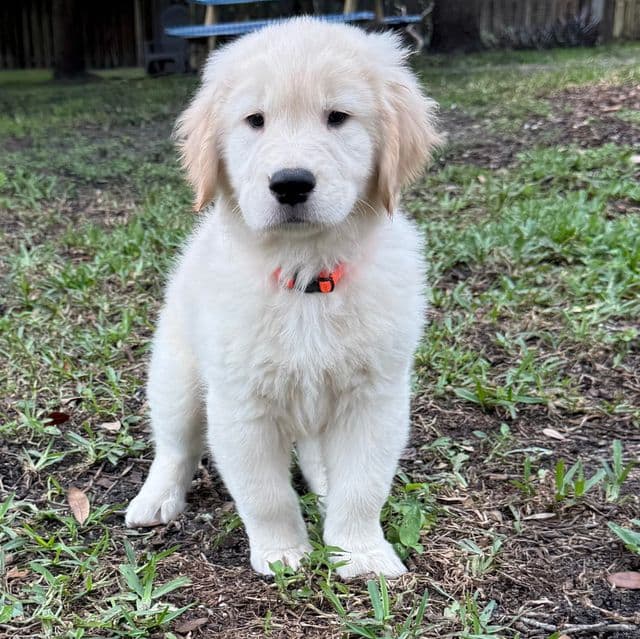 Willow - Golden Retriever Female