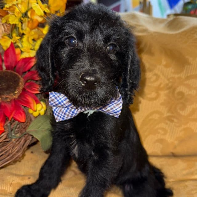 Echo - Labradoodle Male
