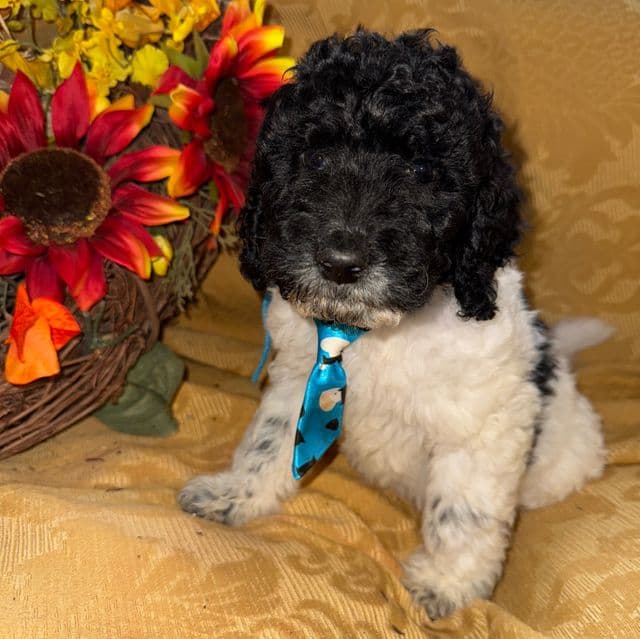 River - Labradoodle Male
