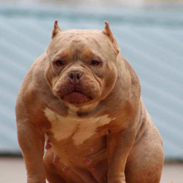 Star - American Bully Female