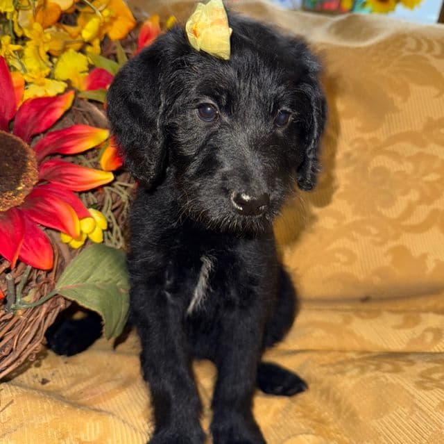 Sierra  - Labradoodle Female