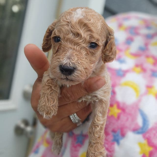 Lilly - Goldendoodle Female