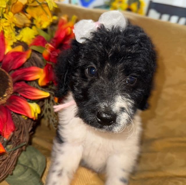 India - Labradoodle Female