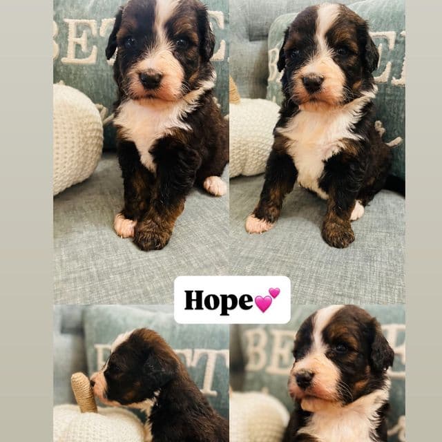 Hope - Bernedoodle Female