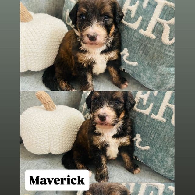 Maverick - Bernedoodle Female