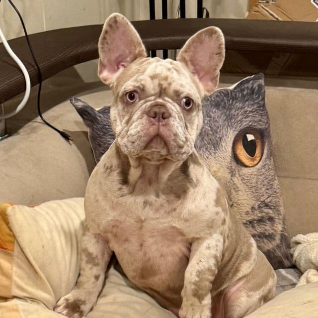 Puppy 7 - French Bulldog Female