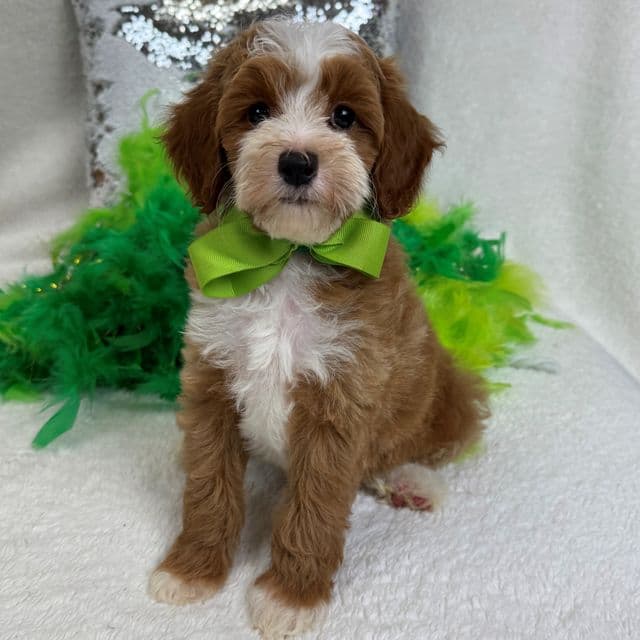 Molly's Green Boy - Maltipoo Male