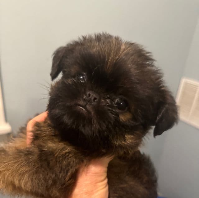 Spartan - Brussels Griffon Male