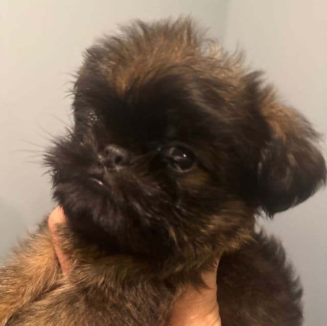 Spartan - Brussels Griffon Male