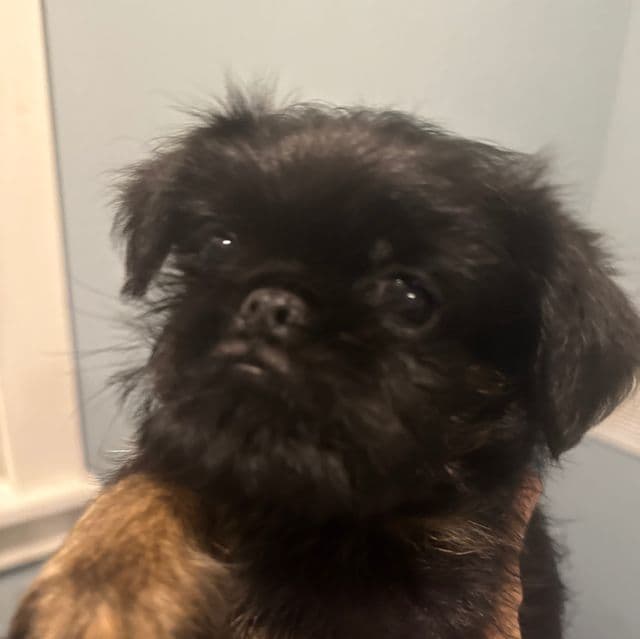 Sutton - Brussels Griffon Male