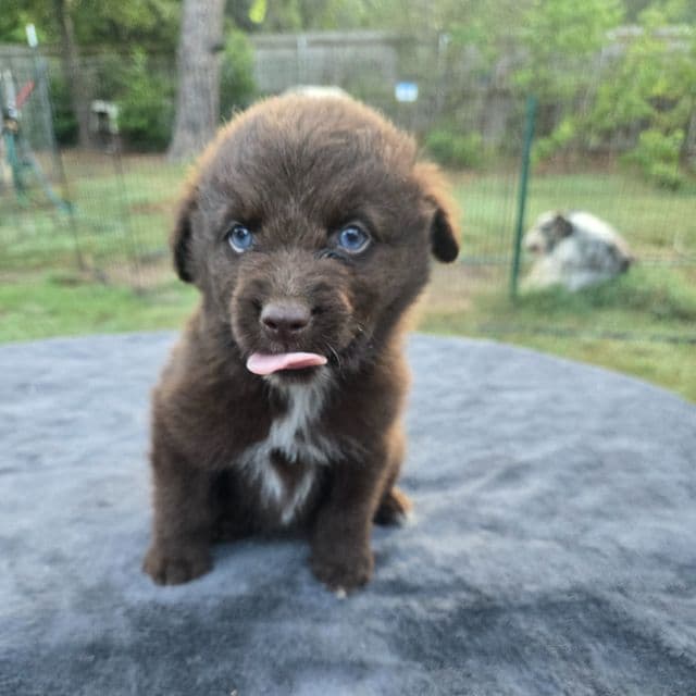 Ilene - Miniature American Shepherd (Mini Aussie) Female