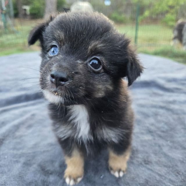 Indie - Miniature American Shepherd (Mini Aussie) Female