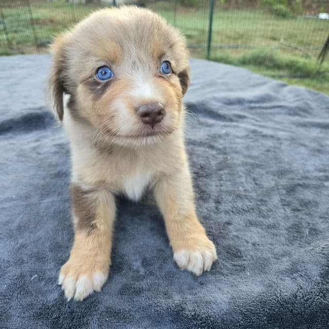 Ivy - Miniature American Shepherd (Mini Aussie) Female