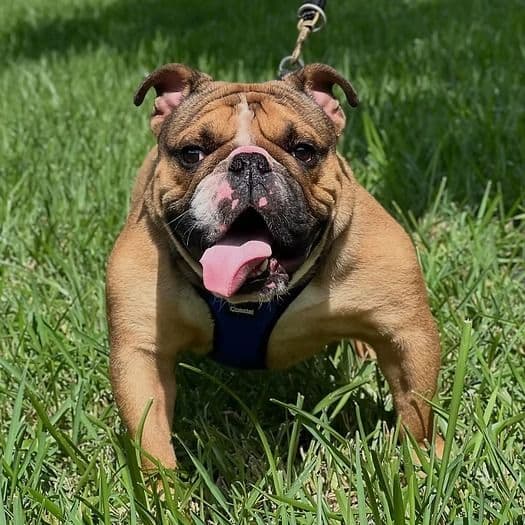 Grinchy - English Bulldog Male