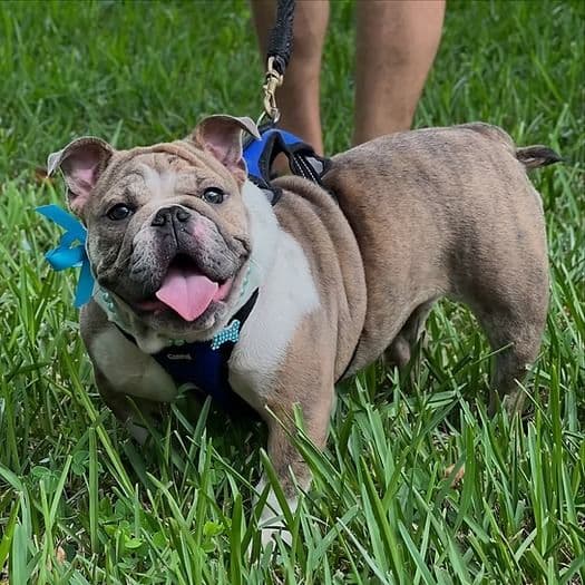 Maggie - English Bulldog Female