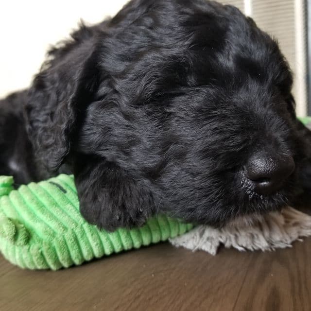 Onyx - Bernedoodle Male