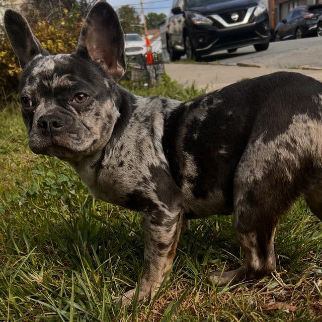 Fanci - French Bulldog Female