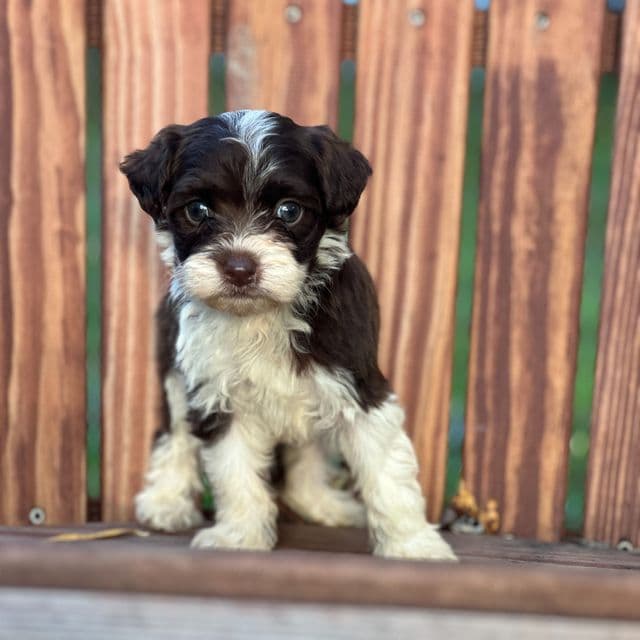 Diana - Havanese Female