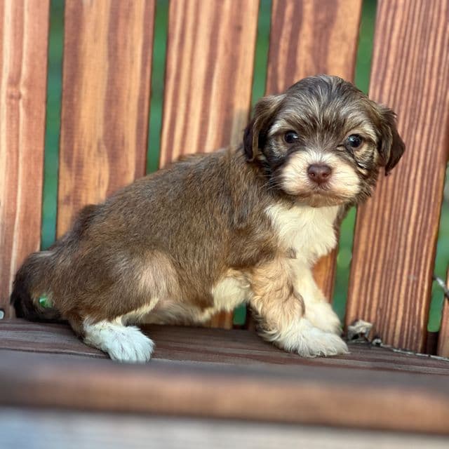 Diamond - Havanese Female