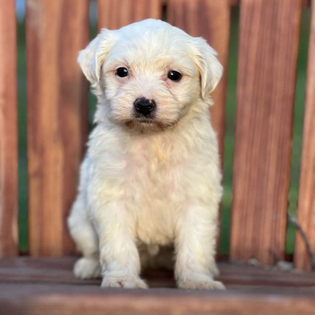 Daisy - Havanese Female