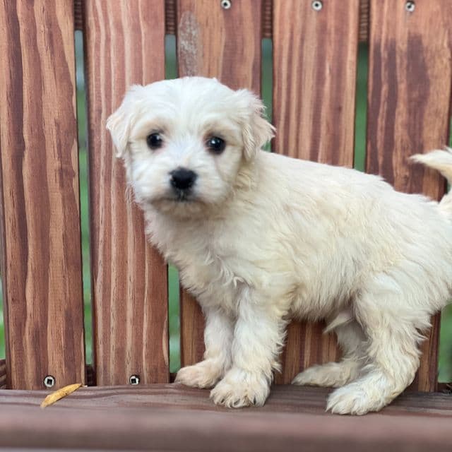 Dulce  - Havanese Male