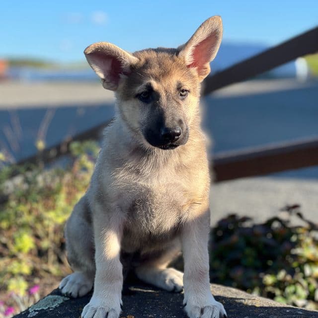 Samuel - German Shepherd Dog Male