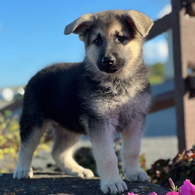 Silver - German Shepherd Dog Male