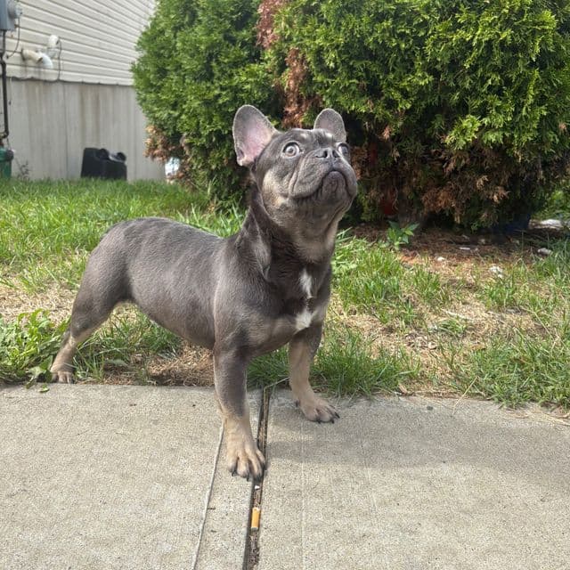 Bluey - French Bulldog Male