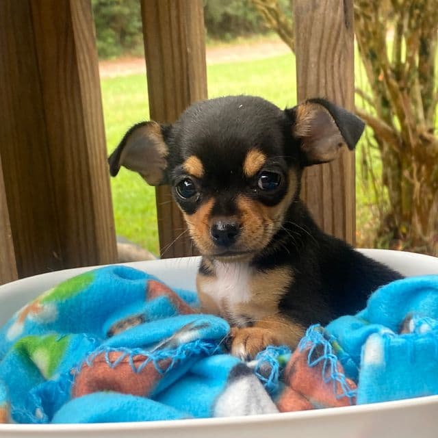 Kassi - Chihuahua Female