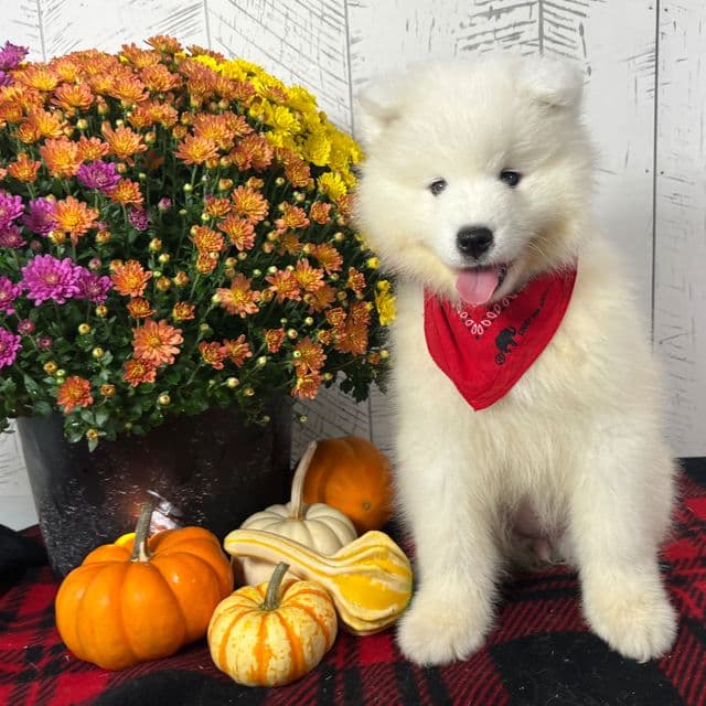 CiCi - Samoyed Female
