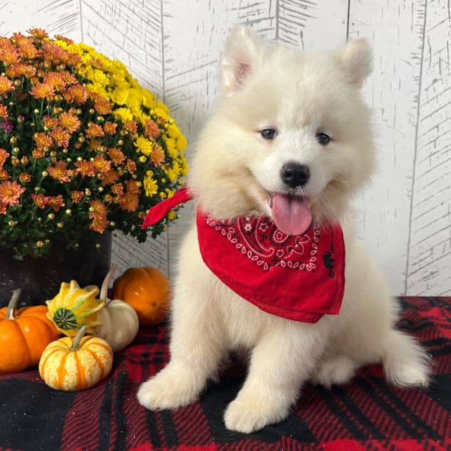 Lily - Samoyed Female