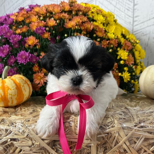 Pixie - Shih Tzu Female