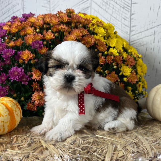 Cupcake *RESERVED* - Shih Tzu Female