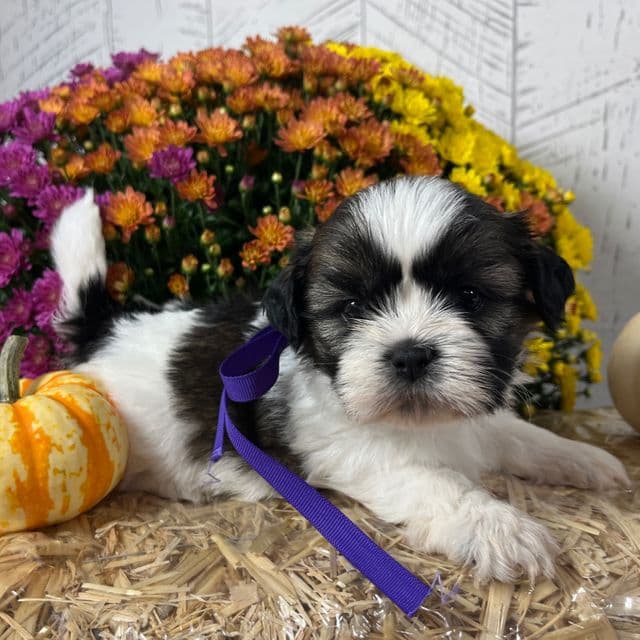 Daisy - Shih Tzu Female