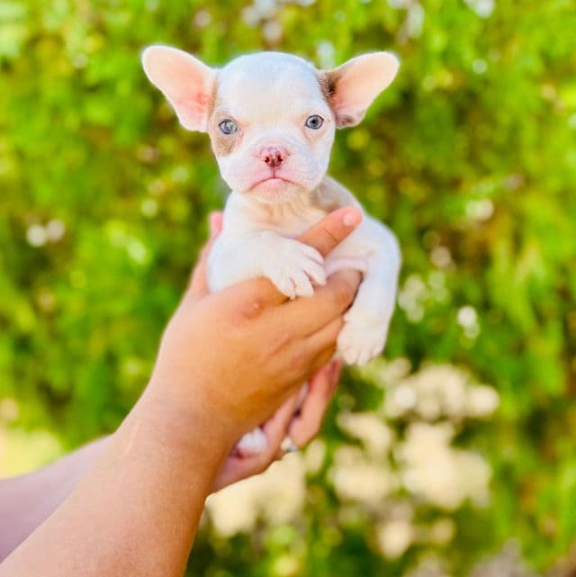 Lucy - French Bulldog Female