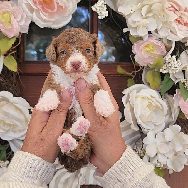 Da Vinci  - Bernedoodle Male