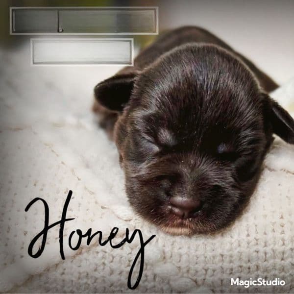 Honey - Miniature Schnauzer Female