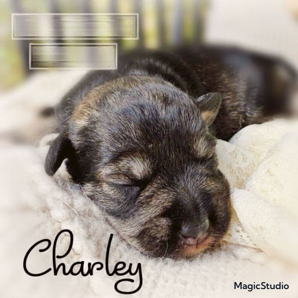 Charley - Miniature Schnauzer Female