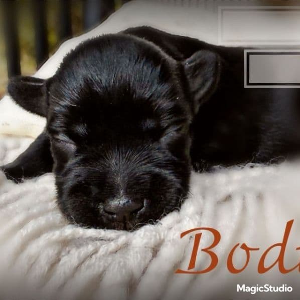 Bodi - Miniature Schnauzer Male